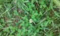 /album/daily-clover-trova-il-quadrifoglio/a2015-06-01-10-42-43-jpg/